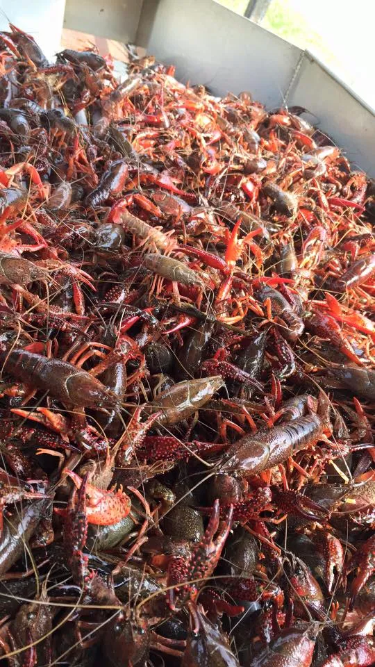 Seasonal Boiled Crawfish